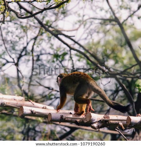 Animal monkey-protein runs along a rope ladder in a green forest