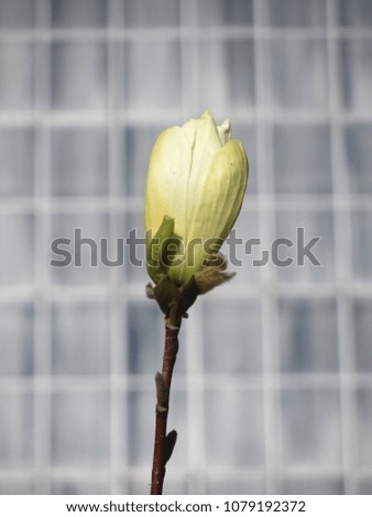 Magnolia blooms on the background of the glassed-in building.