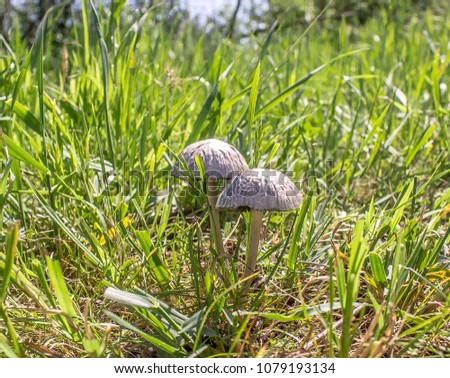 Poisonous mushroom toadstool in the green grass