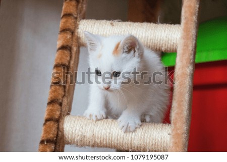 Lovely white kitten  lying in the cat house