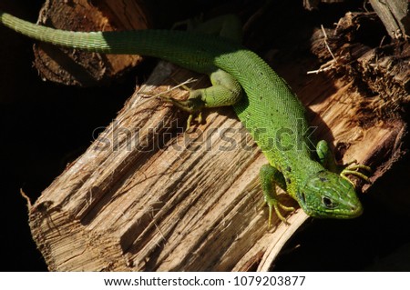 Ramarro (green lizard) in Liguria