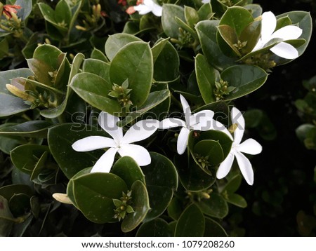 Flowers and foliage of Stephanotis floribunda or Madagascar jasmine, in the garden. It is a species of flowering plant in the family Apocynaceae.
