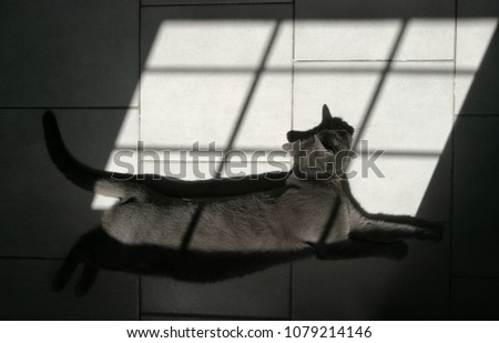 gray cat lying in sunlight shadow on the tiles