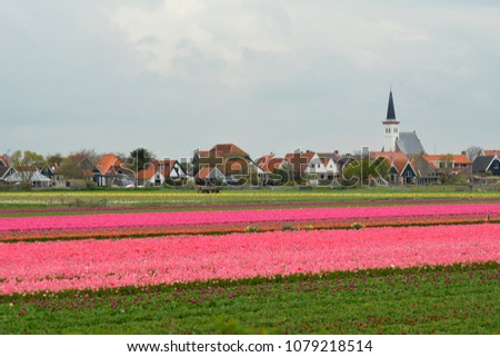 Flower fields with colourful tulips and church of Den Hoorn on isle Texel, Holland. Bollenvelden.