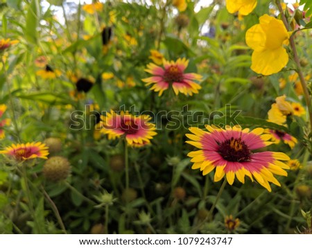 Pink and Yellow Sunflower Field