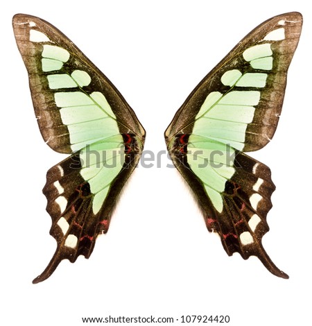 green butterfly wing