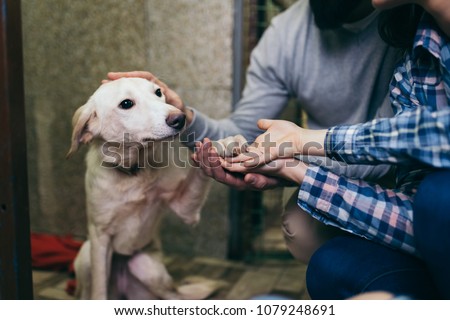 Happy family at animal shelter choosing a dog for adoption.  Royalty-Free Stock Photo #1079248691