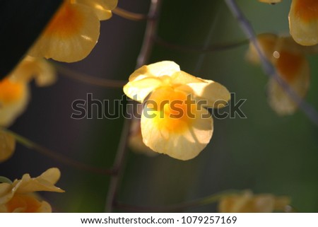 Blurred Dendrobium chrysotoxum.beatuiful orchid flowers in the garden