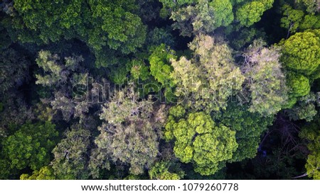 Rainforest. Aerial photo of jungle forest