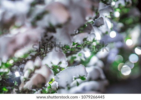 green bush covered in snow at night with lights. Closeup of Christmas lights