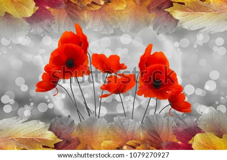 Red poppies and leaves