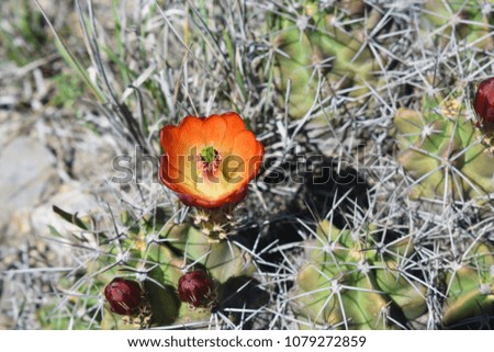 small cactus with orange flowers in the desert