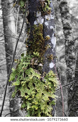 Cluster of leaves growing on a tree in the woods, in color, with a black and white forest background.