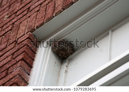 Wasp nest in window Royalty-Free Stock Photo #1079283695