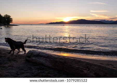 A playful Golden Retriever with a ball runs at the beach at sunset