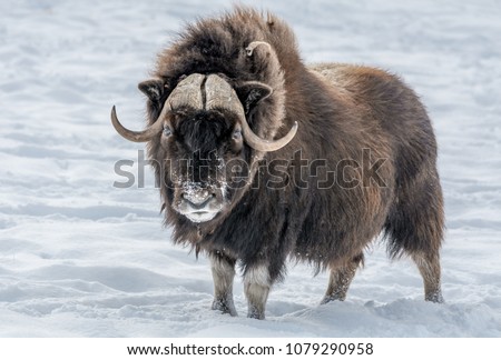 Muskox Looking in Your Eyes, standing in the snow. Royalty-Free Stock Photo #1079290958