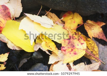 A retro film style photo of autumn, fall, warm, New England leaves fallen on the rocky ground of a lake.