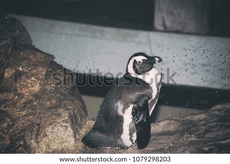 A penguin sitting on a rock at an aquarium looking off.