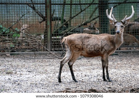 Celebes Rusa Deer also known as Rusa timorensis macassaricus. Royalty-Free Stock Photo #1079308046