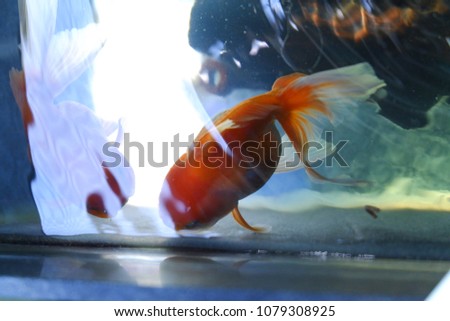 goldfish floating in an aquarium