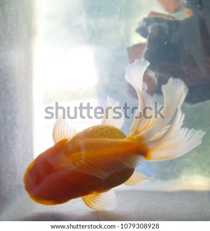 goldfish floating in an aquarium