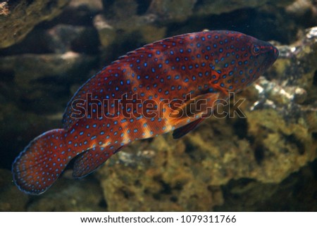 Plectropomus areolatus (Passion Fruit Coral Trout) colored red stripes with neon blue polka dots.