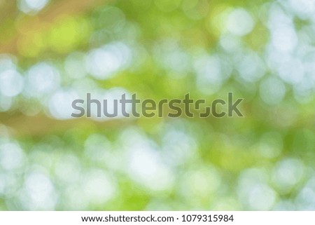green bokeh / bokeh from tree / Blurred nature background / green and white background from tree in sun light.