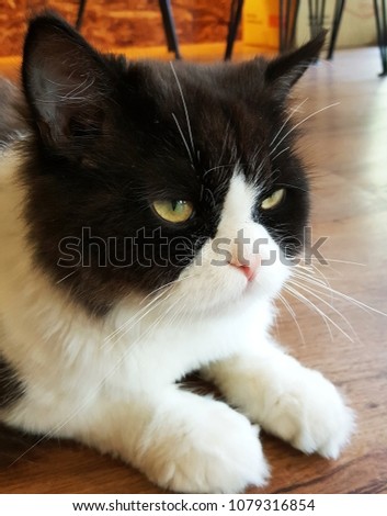 portrait of a grumpy black and white cat yellow eyes in cafe store