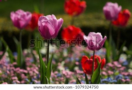 Spring pink and red tulip flower, floral background, spring scene.