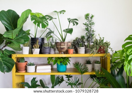 Cactus with houseplants in room. Home decor and tree lover concept Royalty-Free Stock Photo #1079328728
