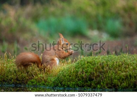red squirrel nibbles a nut and sits peacefully in the grass