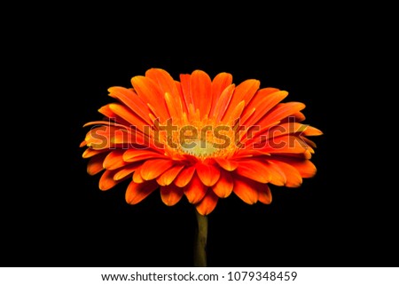 Orange Gerbera flower isolated on black background. Beautiful floral wallpaper