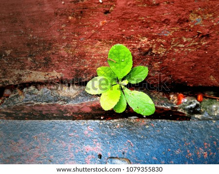 plant growing out of wall crack