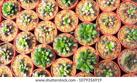 Haworthia rufescens, Cactus in red plastic pot.