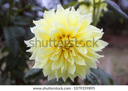 Dahlia yellow big beautiful flower