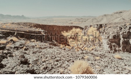 Hardy plants surviving in an arid rocky landscape in Oman