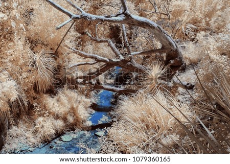 A stream running under the branches of a dead tree taken with an infrared modified camera