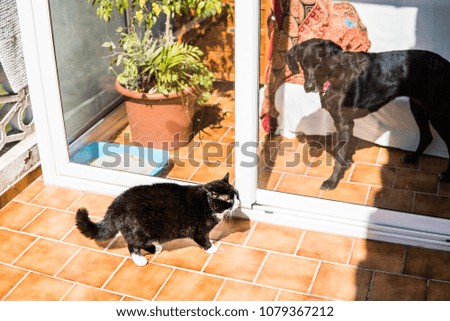 Photograph of a dog looking at a cat from the terrace door.