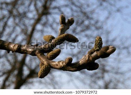 Blooming walnut (Juglans regia) in garden