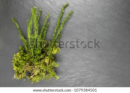 Little bunch of moss on black stone background surface with free space