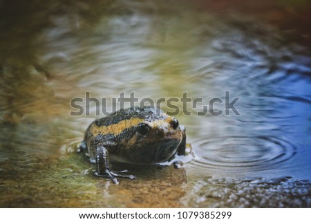 Amphibian, frog, plant, water