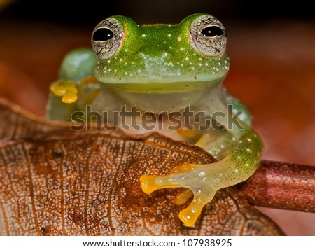 Glassfrog (Hyalinobatrachium taylori)