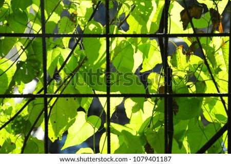 Green leaves outsise window