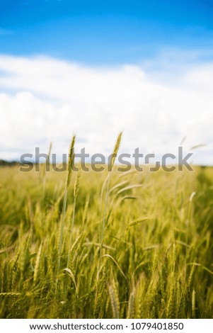 Young green wheat field on a sunny day.