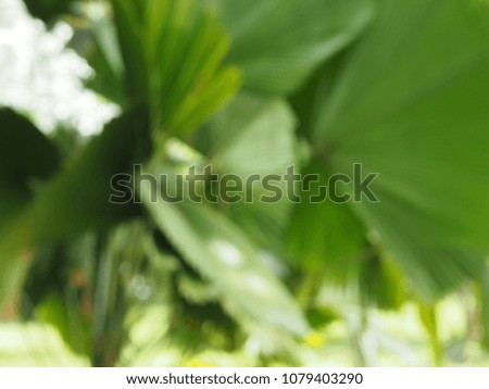 Blurred fan palm tree for background 