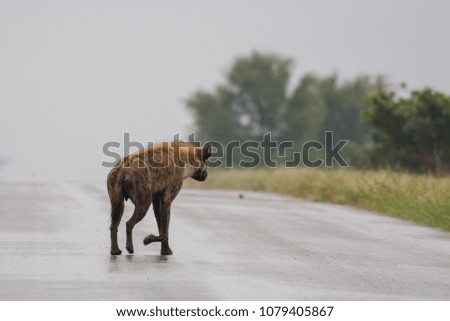 An adult spotted hyena crosses the road on a rainy, wet, cloudy morning, Kruger Park, South Africa