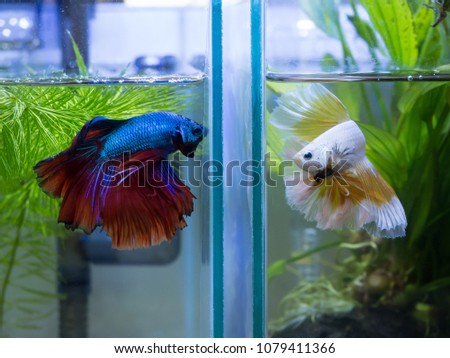 Close up of two half moon Siamese fighting fish in a fish tank