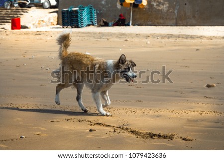 homeless dog on the beach. The coast of the Atlantic Ocean. Morocco Agadir