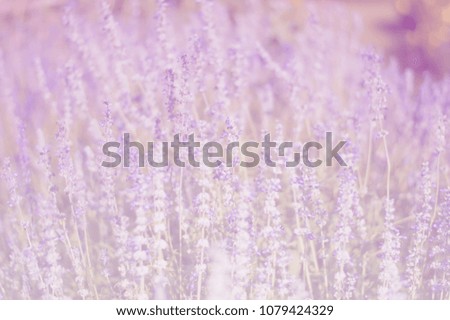 soft focus of lavender