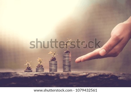 Growing tree in soil and coins for business and finance concept.